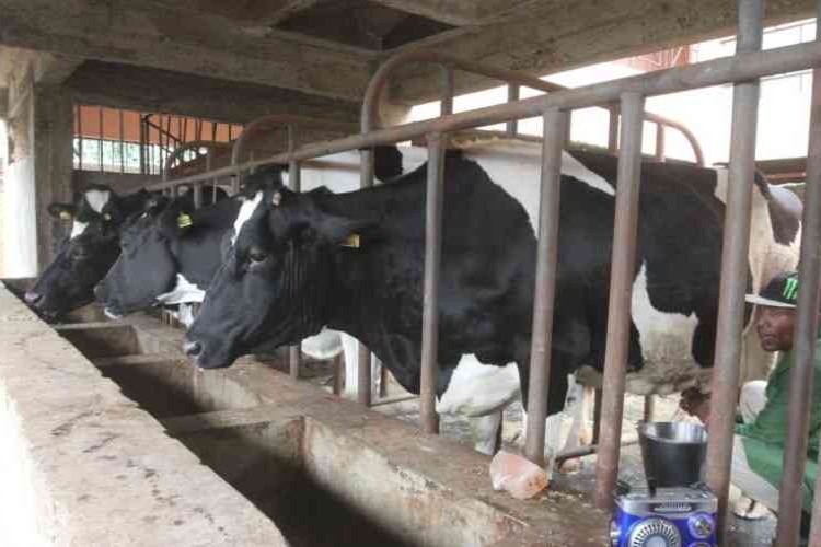 https://demo.graphicswise.co.ke/wp-content/uploads/2026/07/dairy-tosha-loan.jpg